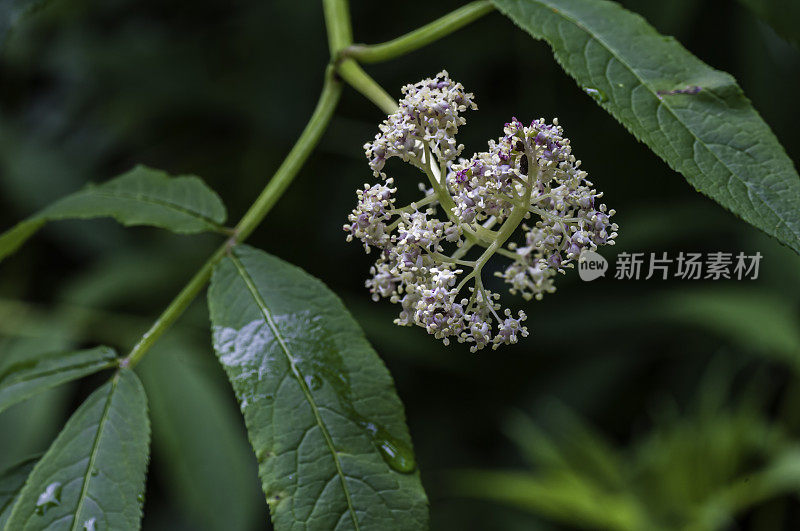 红接骨木、sambuus racemosa、北加州海岸的云顿州立公园;分类家族五福花科